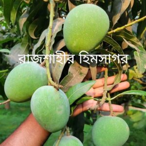 রাজশাহীর হিমসাগর আম/Himsagar Mango(প্যাকেজিং এবং ডেলিভারিসহ)